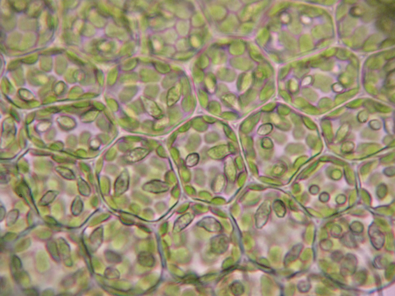 Lejeunea lamacerina subsp. geminata